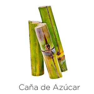 Caña de Azúcar